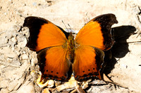 Rhinopalpa polynice-3996 - Kaeng Krachan (330m) - 4/12/25