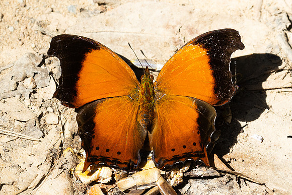 Rhinopalpa polynice-3996 - Kaeng Krachan (330m) - 4/12/25