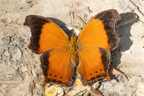 Rhinopalpa polynice-4012 - Kaeng Krachan (330m) - 4/12/25
