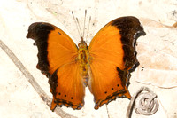 Rhinopalpa polynice