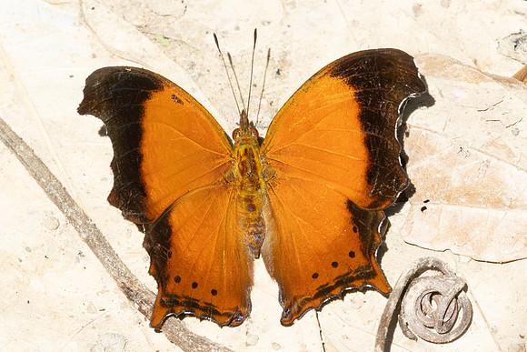 Rhinopalpa polynice-4075 - Kaeng Krachan (330m) - 4/12/25