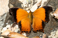 Rhinopalpa polynice-4083  - Kaeng Krachan (330m) - 4/12/25