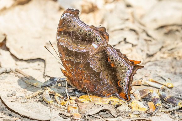 Rhinopalpa polynice-4007 - Kaeng Krachan (330m) - 4/12/25
