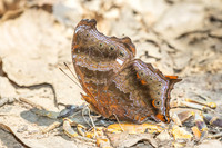 Rhinopalpa polynice-4011 - Kaeng Krachan (330m) - 4/12/25
