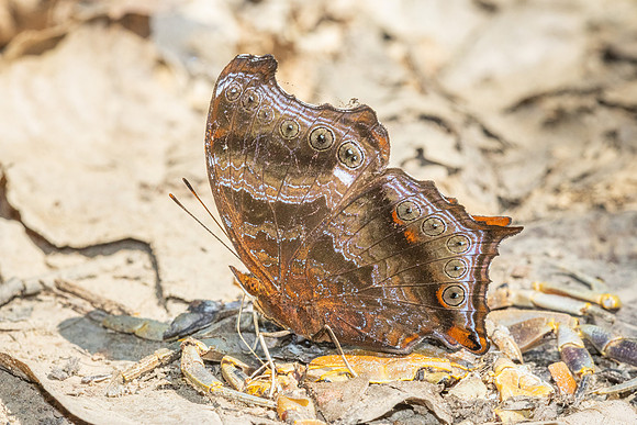 Rhinopalpa polynice-4011 - Kaeng Krachan (330m) - 4/12/25