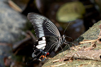 Papilio iswara-4542