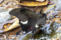 papilio iswara - Great Helen