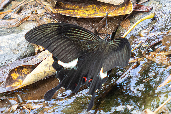Papilio iswara-4540