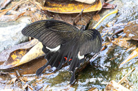 Papilio iswara-4541