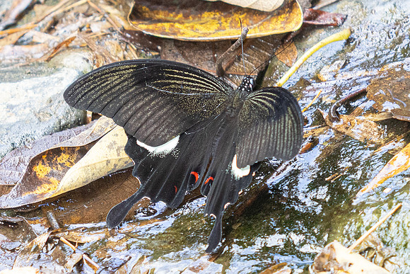 Papilio iswara-4541