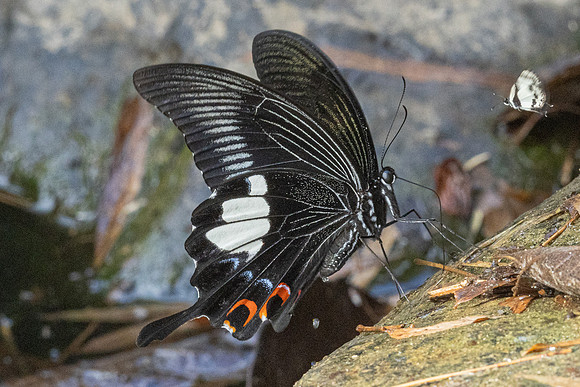 Papilio iswara-4547