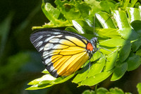 Prioneris clemanthe