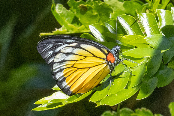 Prioneris clemanthe-3169