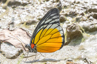 Prioneris clemanthe-5257