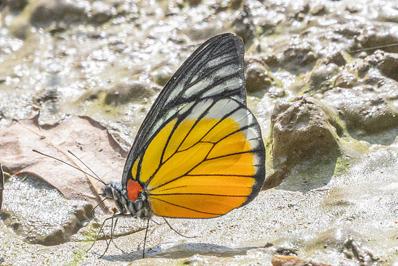 Prioneris clemanthe-5257