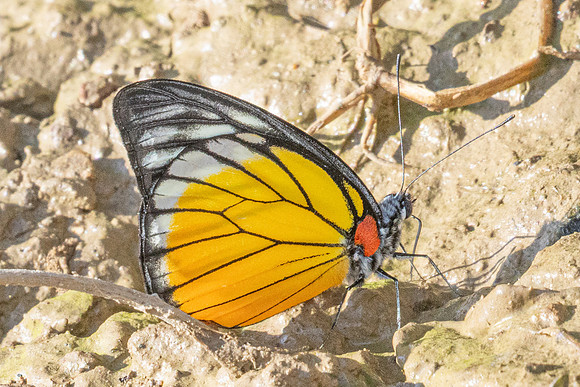 Prioneris clemanthe-5243