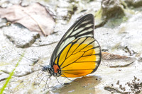 Prioneris clemanthe-5270