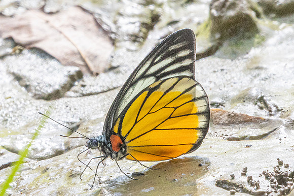 Prioneris clemanthe-5270