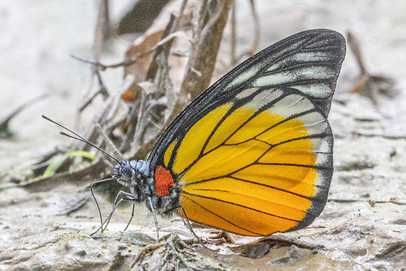 Prioneris clemanthe-5277