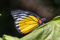 Prioneris clemanthe-3228