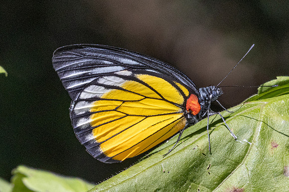 Prioneris clemanthe-3228
