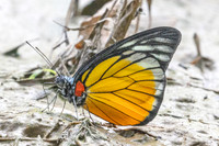 Prioneris clemanthe-5280