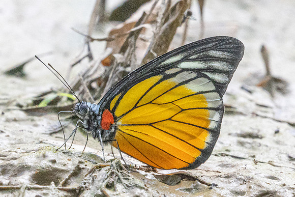 Prioneris clemanthe-5280