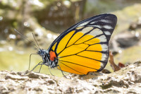 Prioneris clemanthe-5292