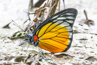 Prioneris clemanthe-5281