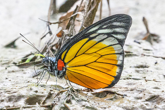 Prioneris clemanthe-5281