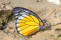 Prioneris clemanthe-5390