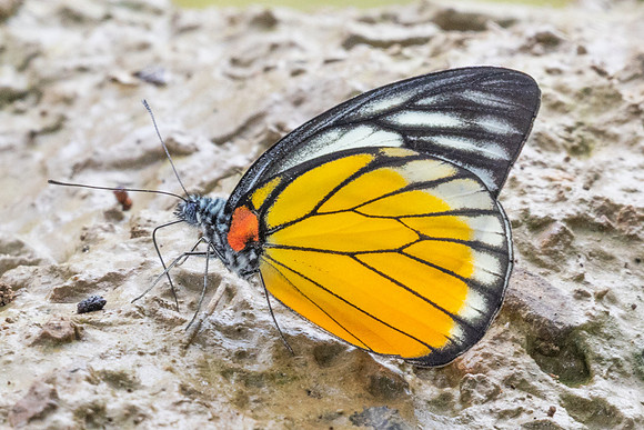 Prioneris clemanthe-5295