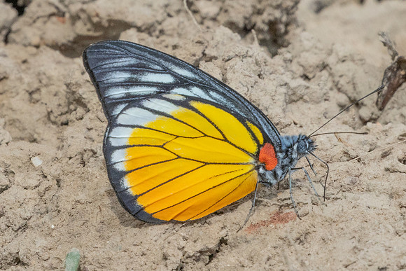 Prioneris clemanthe-5405