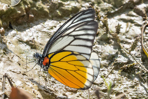 Prioneris clemanthe-5312