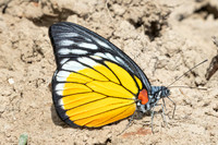 Prioneris clemanthe-5407