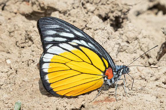 Prioneris clemanthe-5407