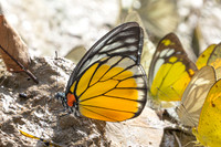 Prioneris clemanthe-5327