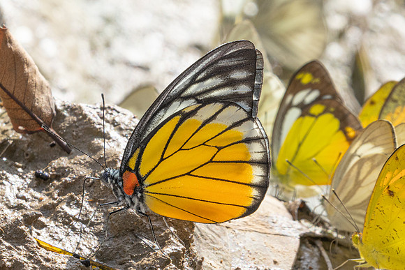 Prioneris clemanthe-5327