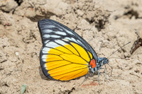 Prioneris clemanthe-5406
