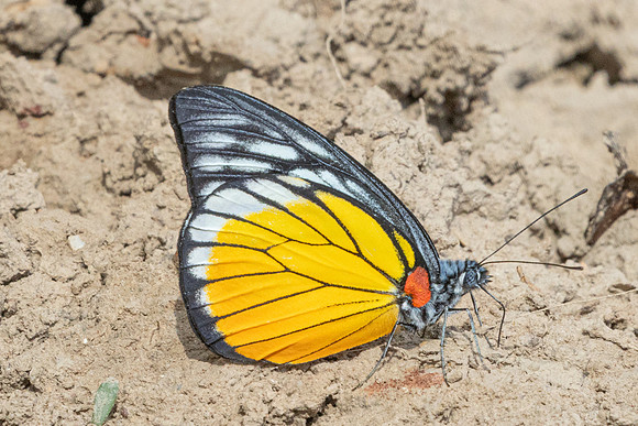 Prioneris clemanthe-5406