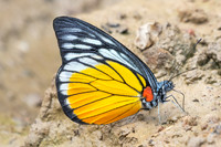 Prioneris clemanthe-5419