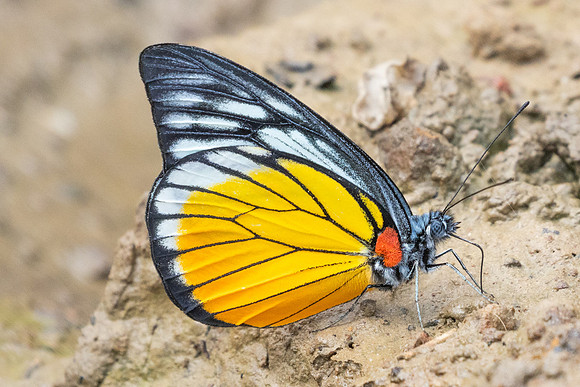 Prioneris clemanthe-5419