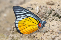 Prioneris clemanthe-5421