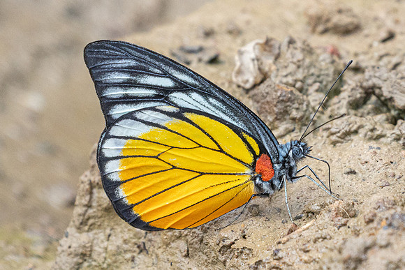 Prioneris clemanthe-5421
