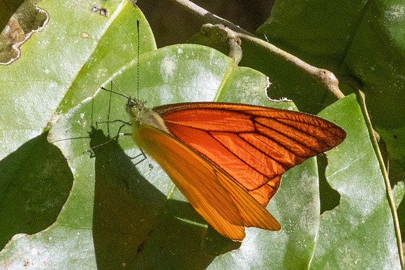 Appias nero-3022