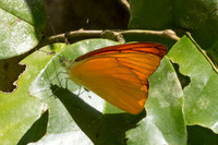 Appias nero-3019