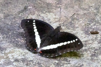 Euthalia recta-3332 - Pala U - 2/12/25