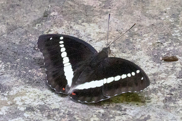 Euthalia recta-3332 - Pala U - 2/12/25