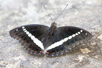 Euthalia recta-3342 - Pala U - 2/12/25