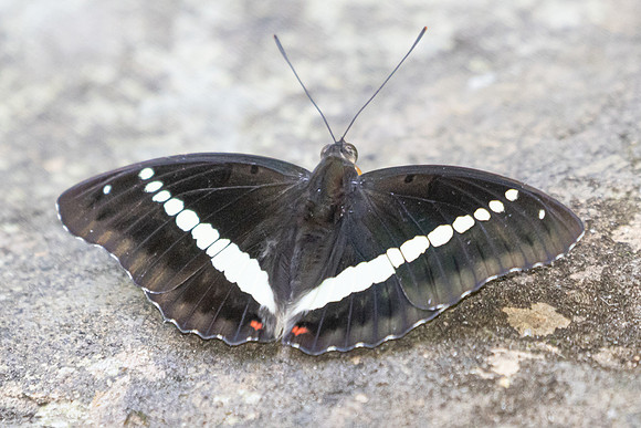 Euthalia recta-3342 - Pala U - 2/12/25